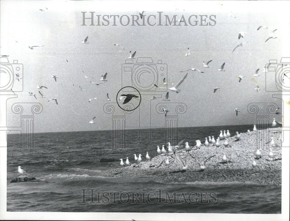 1971 Press Photo Gulls Lake Island Cormat Show Water - RRV58679 - Historic Images