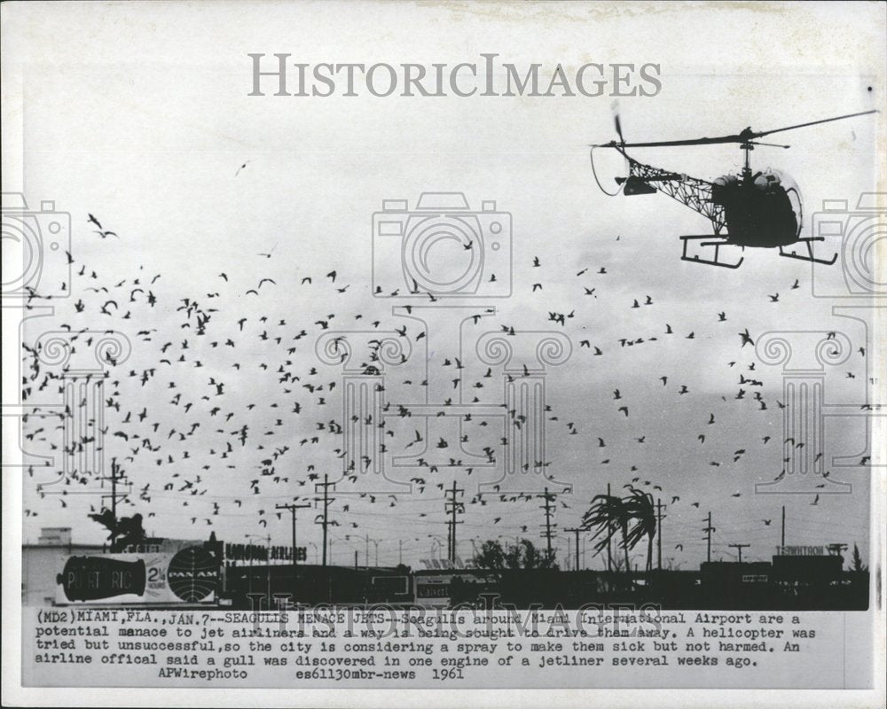 1961 Press Photo Seagulls around Miami International - Historic Images