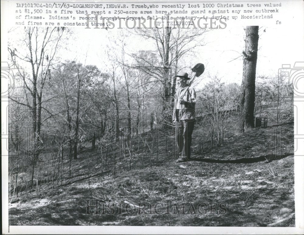 1963 Press Photo Trueb Christmas trees guard swept IN - RRV59457- Historic Images