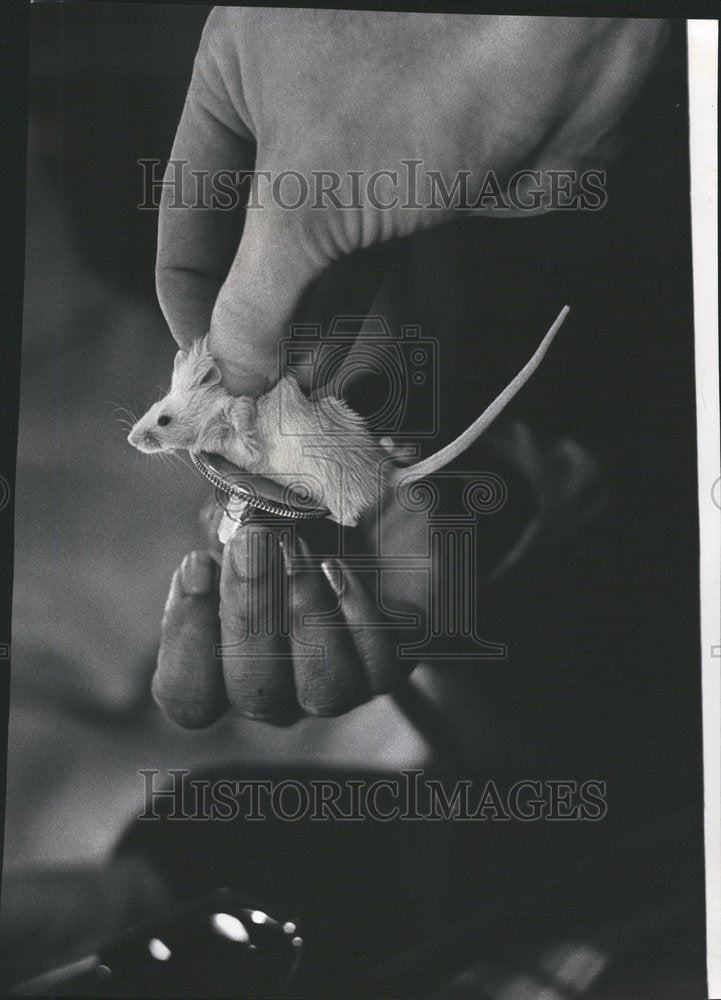 1972 CAM Academy Heart Beat Mouse Student - Historic Images