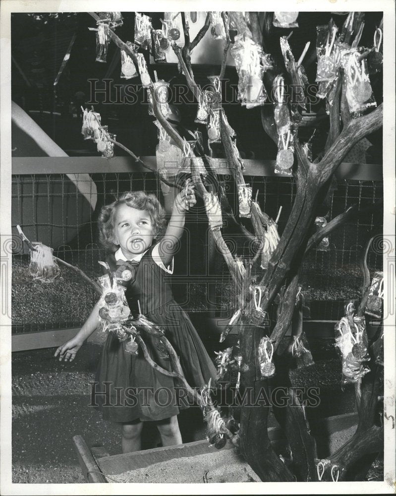 1959 Lollipop tree grows thousand girl - Historic Images