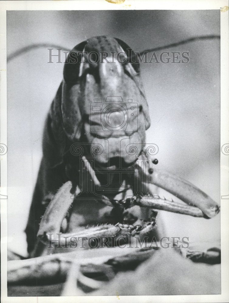 1955 Press Photo Grasshopper Insect Farming Nature - Historic Images