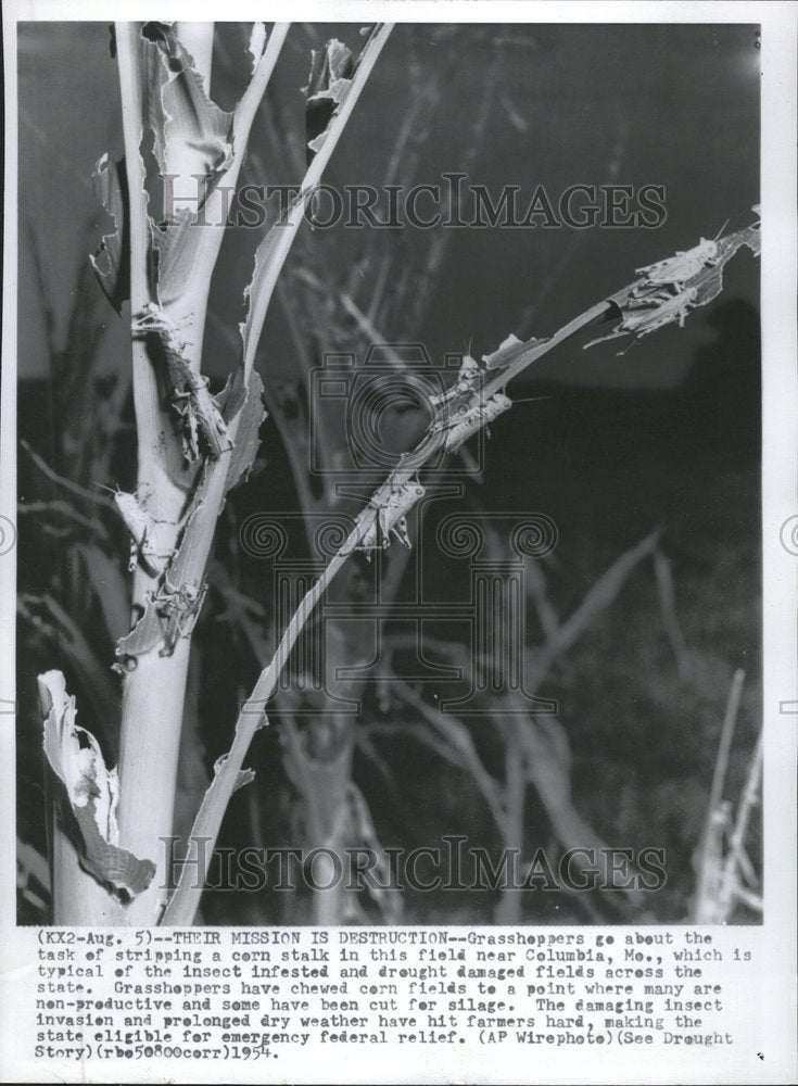 1954 Press Photo Grasshoppers Task Strip Stalk Field - RRV62133 - Historic Images