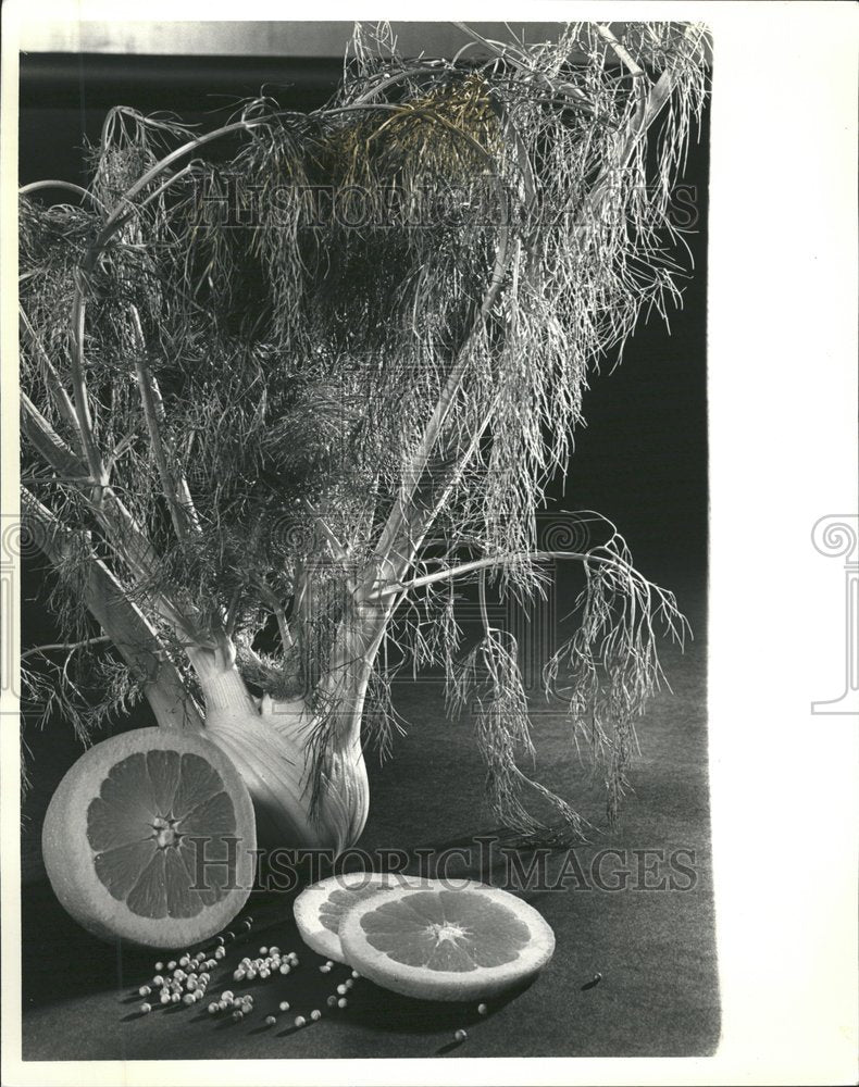 1987 Fennel plant orange seeds photo - Historic Images