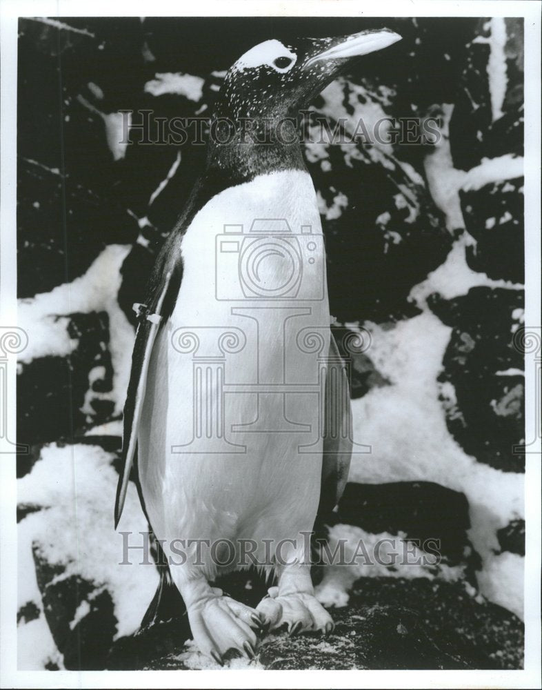 1991 gentoo penguin white feathered eyes - Historic Images