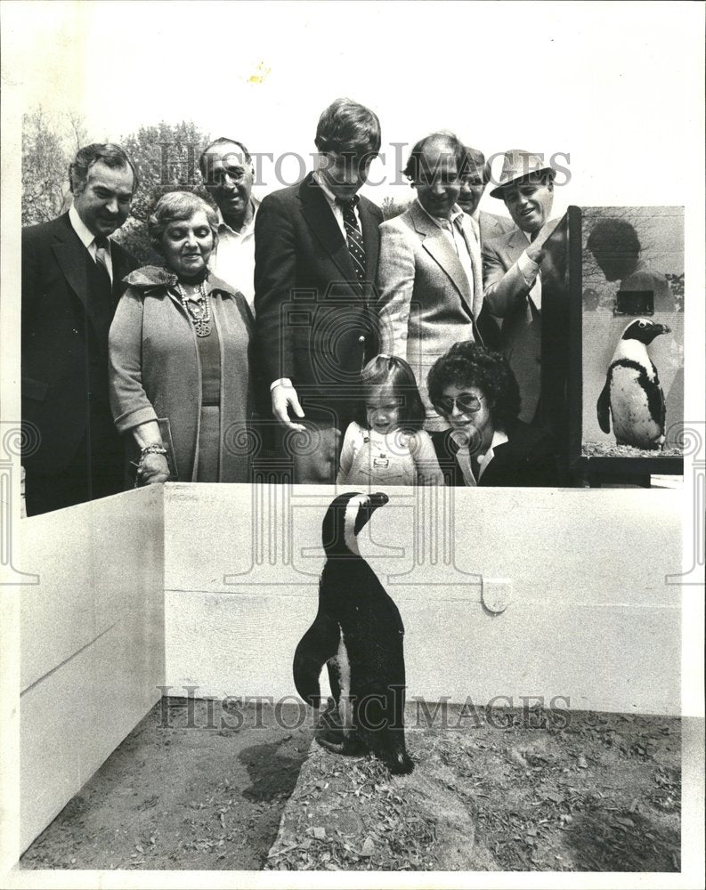 1980 Press Photo Blackfooted Penguin Lincoln Park Zoo - RRV62527 - Historic Images