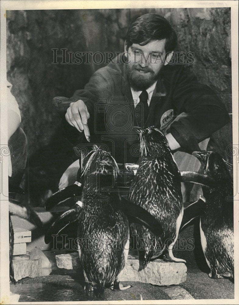 1981 Press Photo Rockhopper penguins Kevin Bell Zoo - RRV62529 - Historic Images