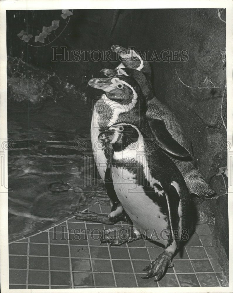 1968 Humboldt&#39;s Penguin Lincoln Park Zoo - Historic Images