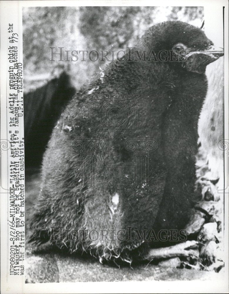 1966 Press Photo Adelie Penguin Chick Milwaukee Zoo - RRV62541 - Historic Images