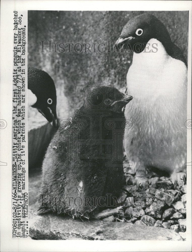 1966 Adelie Penguin Birds Milwaukee Zoo - Historic Images