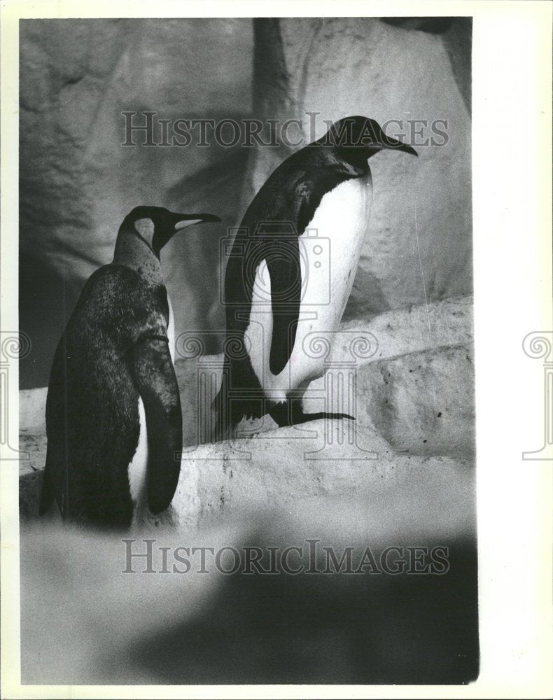 1987, King Penguins Lincoln Park Zoo Chicago - RRV62545 - Historic Images