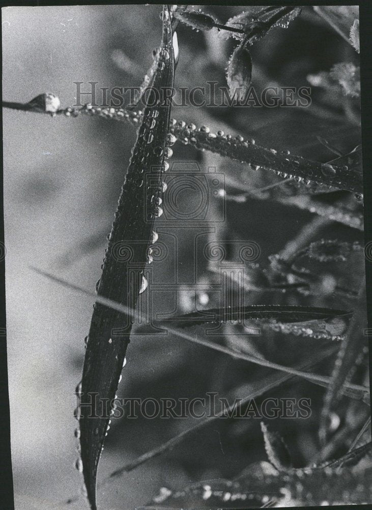 1970 Press Photo Lincoln Park grass blade - Historic Images