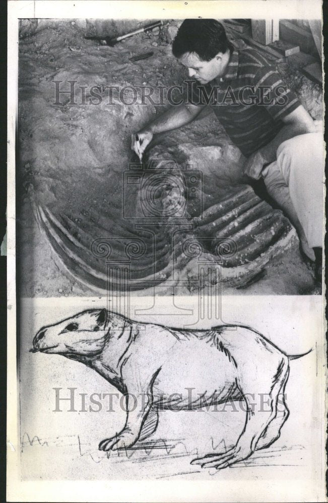 1964 Press Photo Prehistoric Mammal Rib-Cage Stanford - RRV64199 - Historic Images