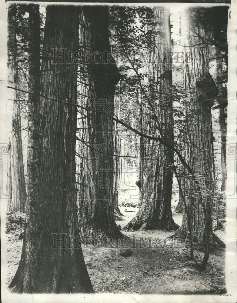 1978 Press Photo Forest Destroyed For Paper Mill Lumber - RRV64545 - Historic Images