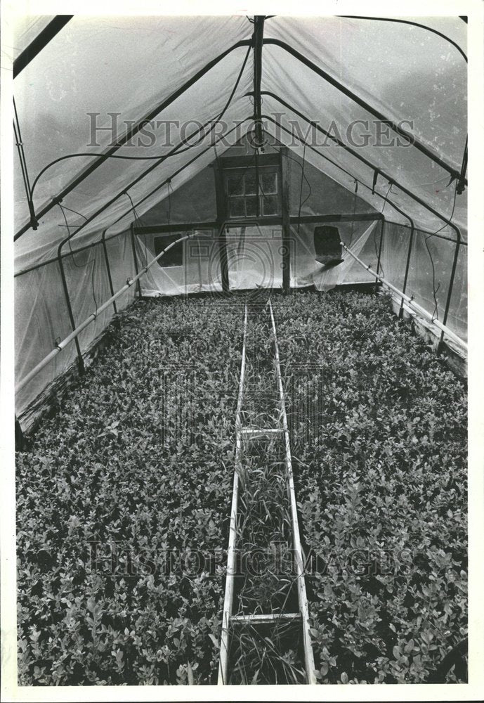 1981 Blueberry Orchards - Historic Images