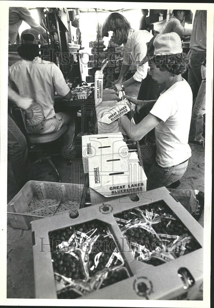 1981 De Grand Champs Blueberry Orchards - Historic Images