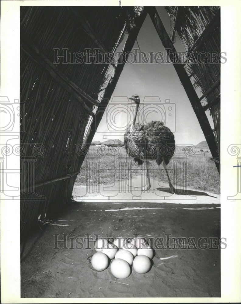 1984, Ostrich Stands Guard Over Eggs - RRV65047 - Historic Images