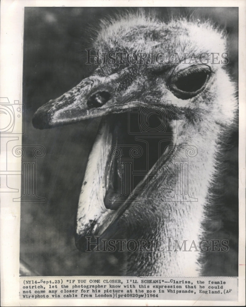 1964 Press Photo Clarisa the Ostrich Not Happy - RRV65055 - Historic Images