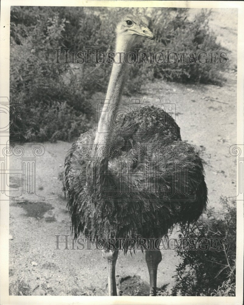 1975 Press Photo Arlo Ostrich Month Lincoln Park Zoo - RRV65057 - Historic Images