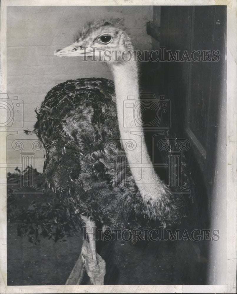 1951 Press Photo Ostrich Brookfield Zoo - RRV65059 - Historic Images