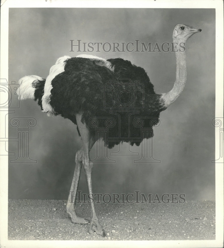 1937, African Ostrich Display Field Museum - RRV65067 - Historic Images