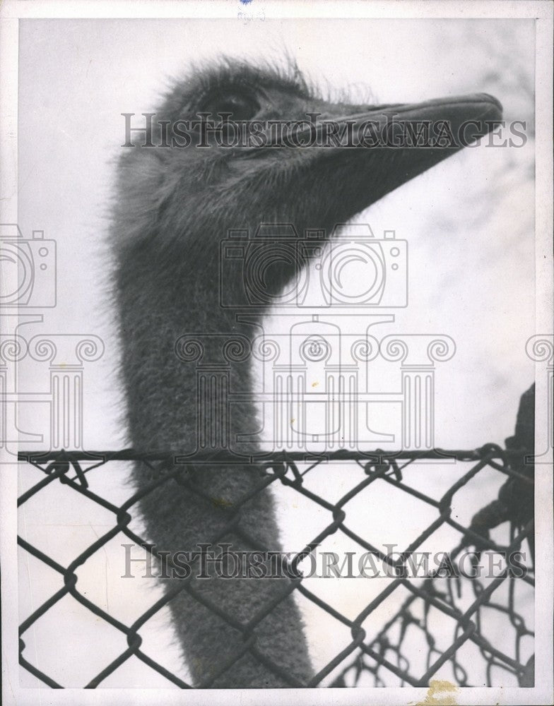 1953 Press Photo London Ostrich Profile Camera - RRV65069 - Historic Images