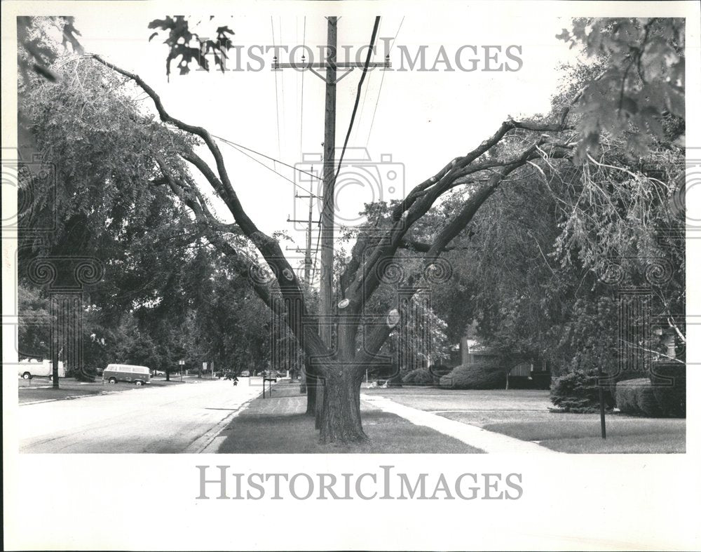 1989 Press Photo Edison Kostner Avenue Suburban Oak Law - RRV66833 - Historic Images