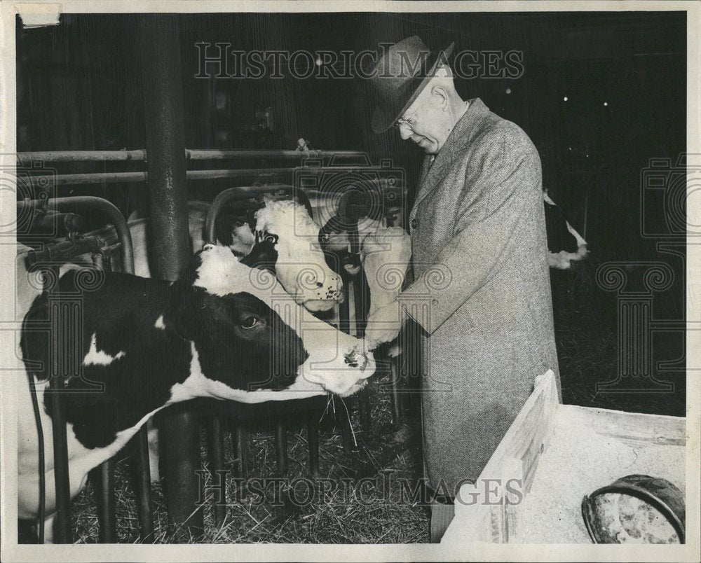 1950, Philo Burgess Cows 180 acre farm feed - RRV67485 - Historic Images