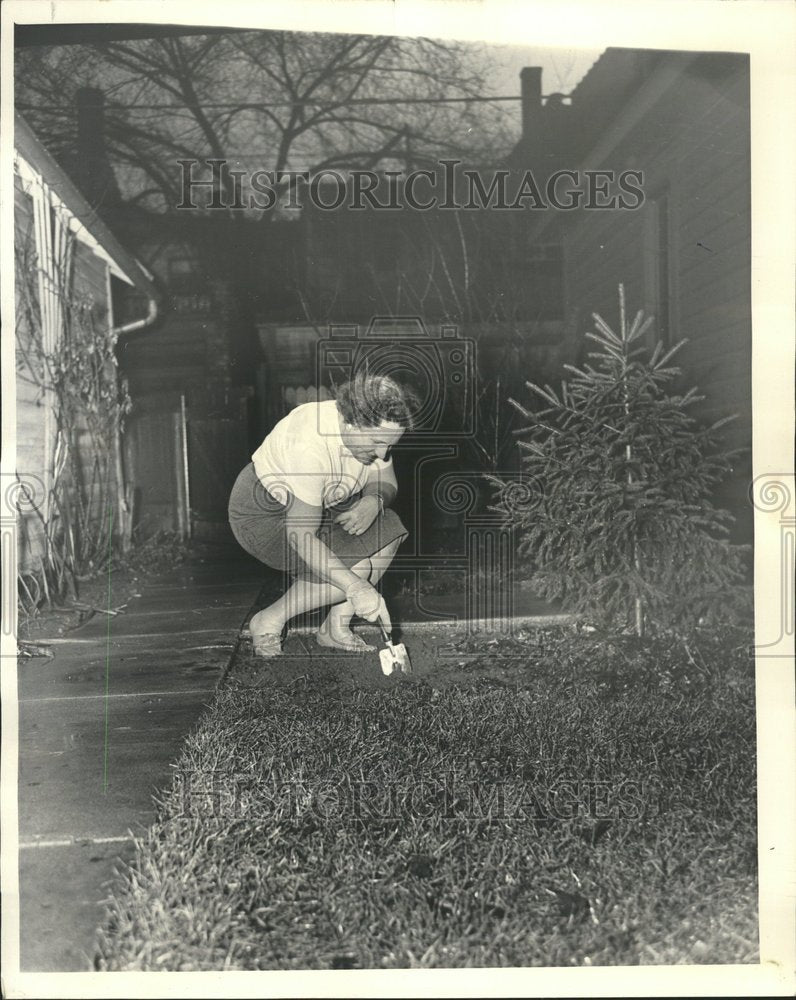 1965 Mrs Donald Frisk hyacinths weather - Historic Images