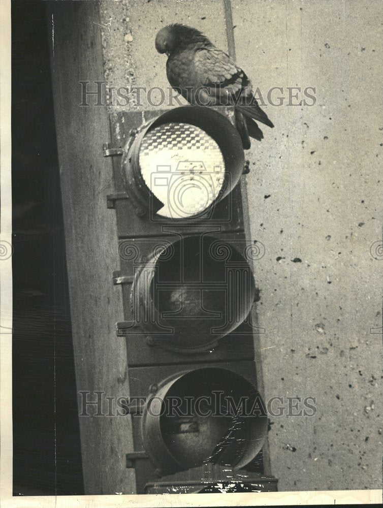 1965 Press Photo Weather Lower Level Bird South Water - RRV68185- Historic Images