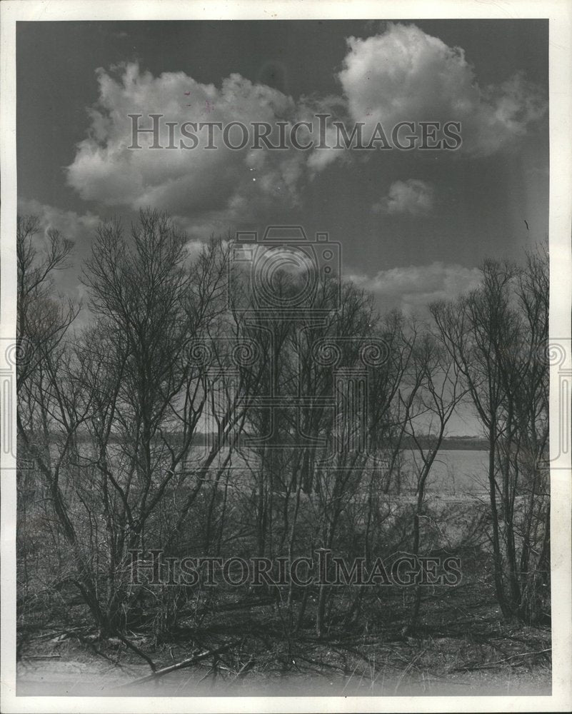 1946, View Lake Chautauqua Refuge Trees - RRV68253 - Historic Images