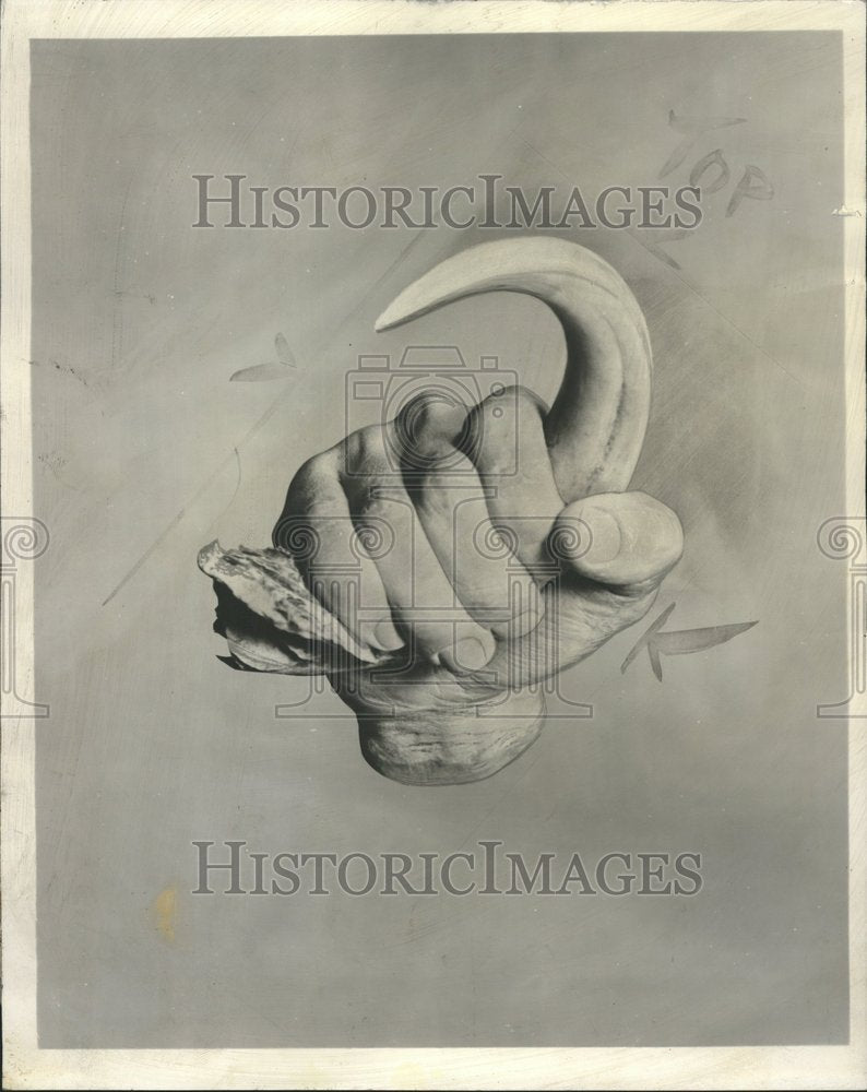 1955 Press Photo pick-dagger tusk early man tool animal - RRV69621- Historic Images