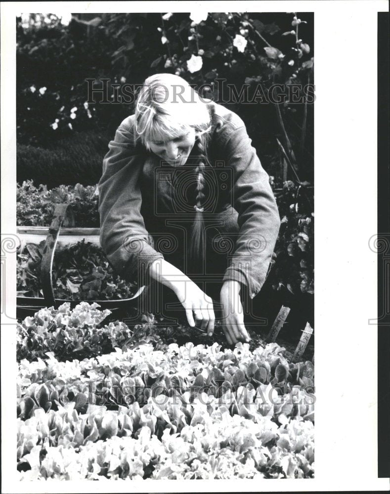 1991 Gardener Andrea Crawford salad leaves - Historic Images