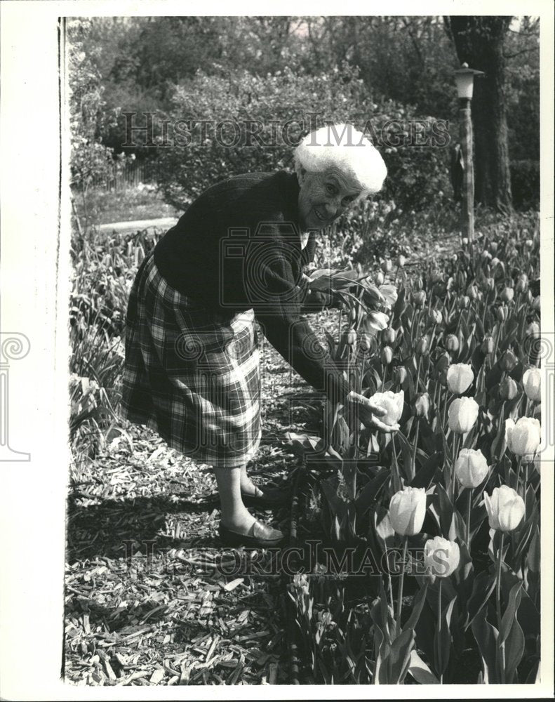 1987 Mary Black Tulip Daffodil Garden - Historic Images