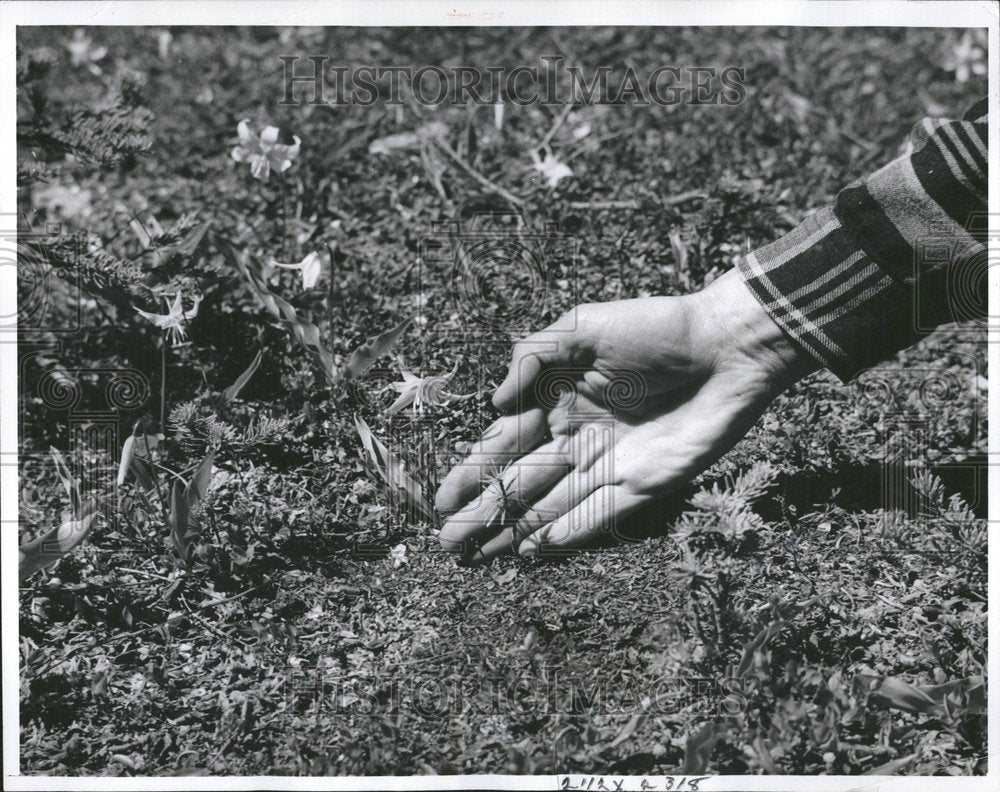 1964 Press Photo Forest Seedling - RRV71277 - Historic Images