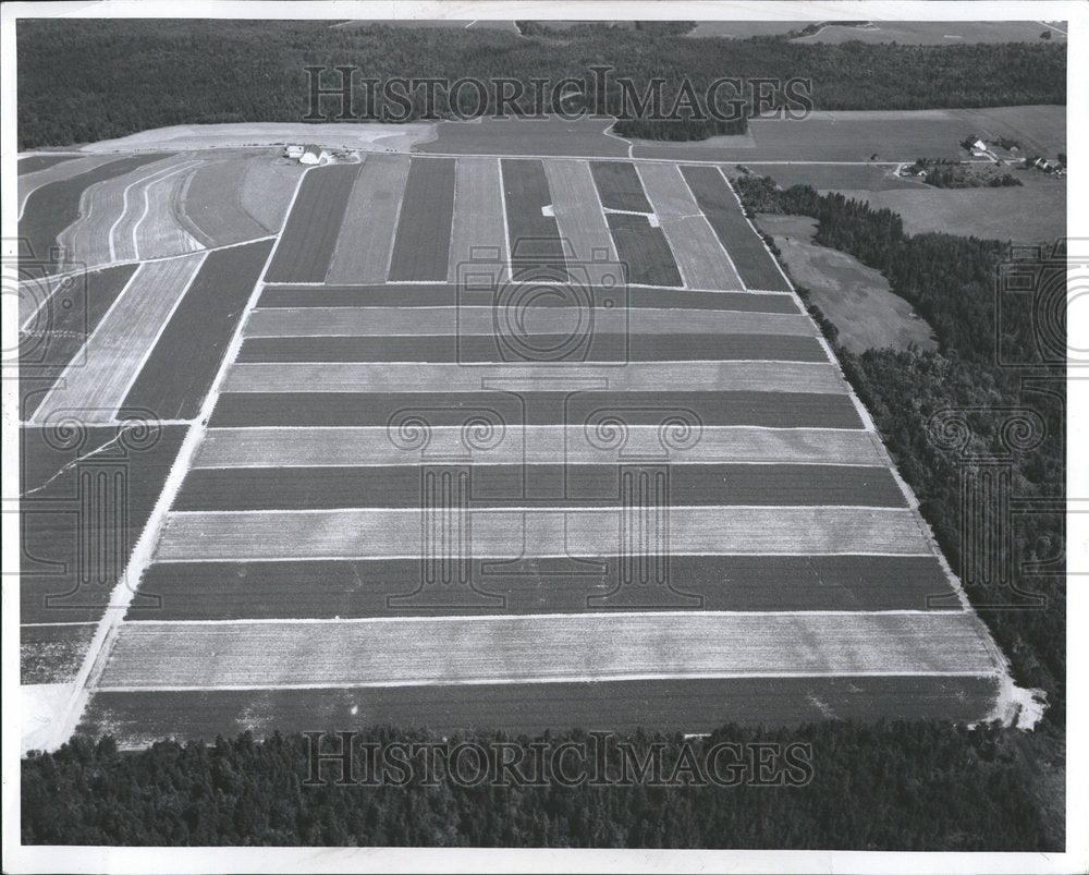 1963 Strip Farming Land-Historic Images