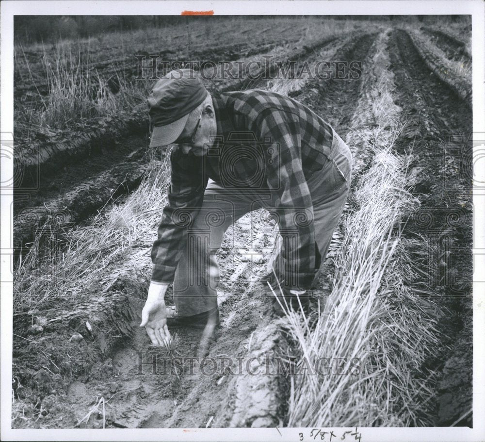 1960 William Metzger Inspects Seedlings - Historic Images