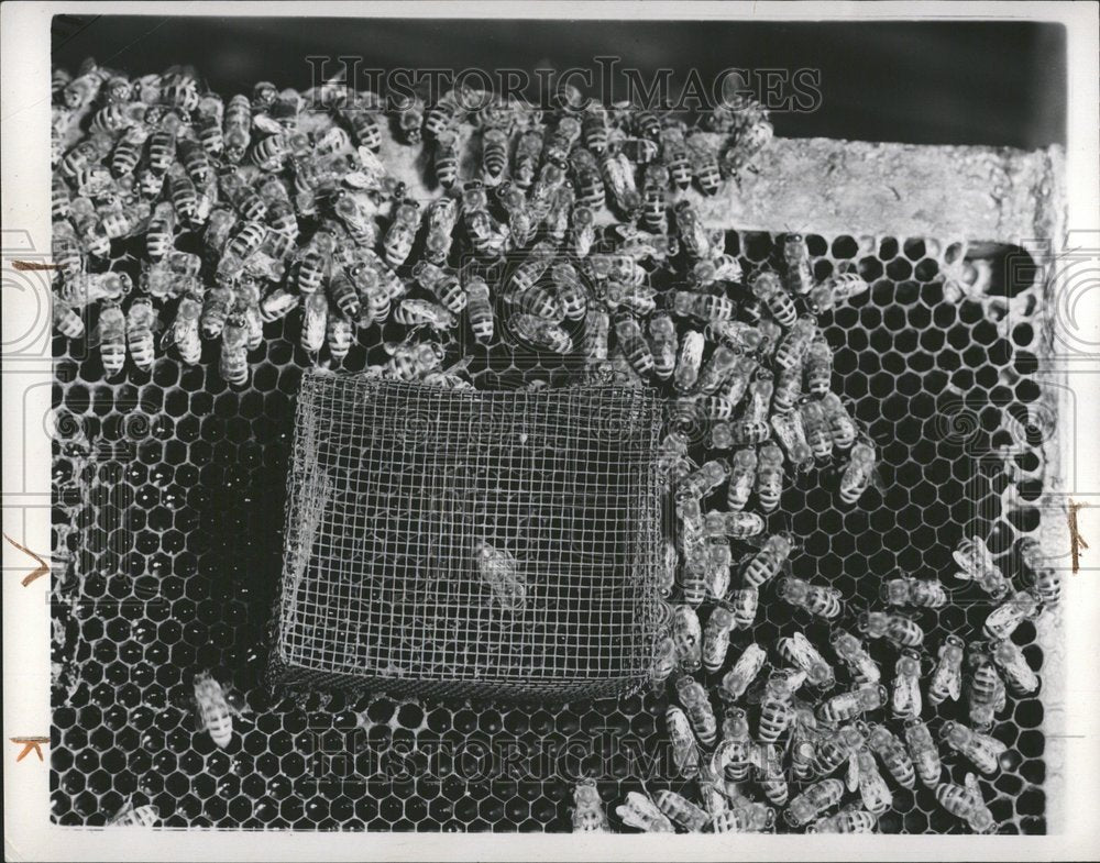 1938 Press Photo Insects Bees - RRV72867 - Historic Images