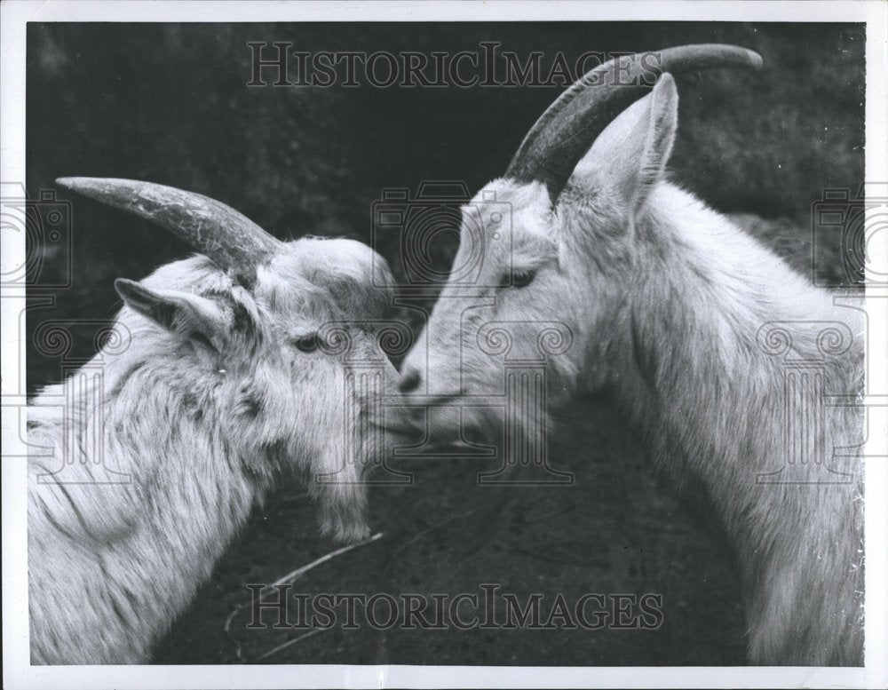 1959 Press Photo Goats Crashing Head to Head London Zoo - RRV73635 - Historic Images