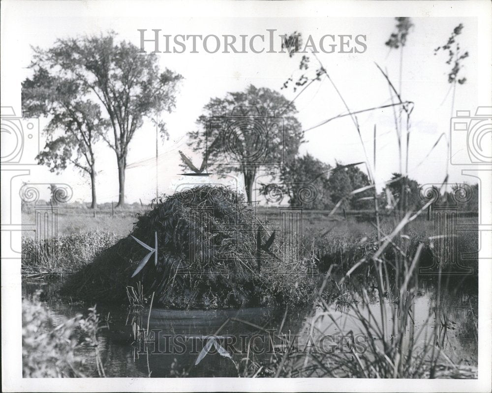 1952 Muskrat House Leather Forecast animal - Historic Images