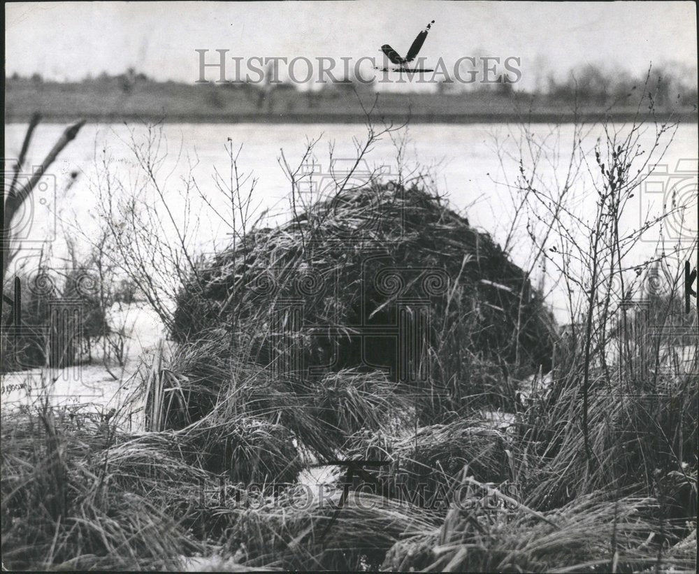 1950 Muskrats Bearers Winter Houses Animals - Historic Images