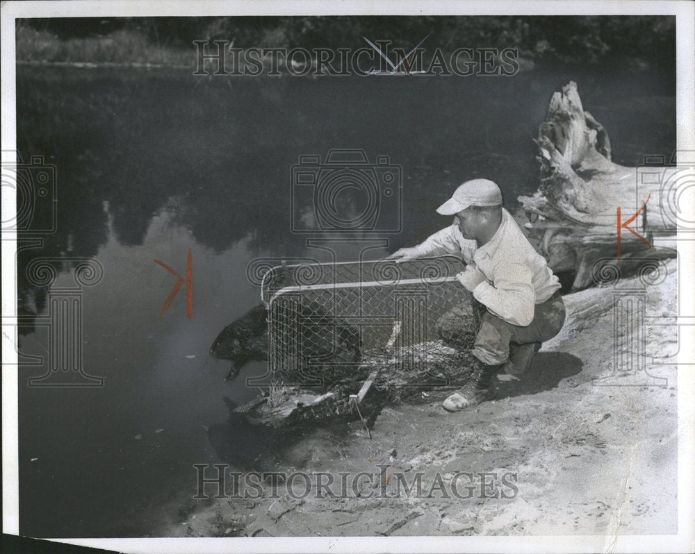 1958 Beaver Animal man catching show - Historic Images