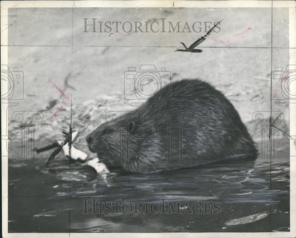 1949, Beaver Animal Semi-aquatic - RRV74337 - Historic Images