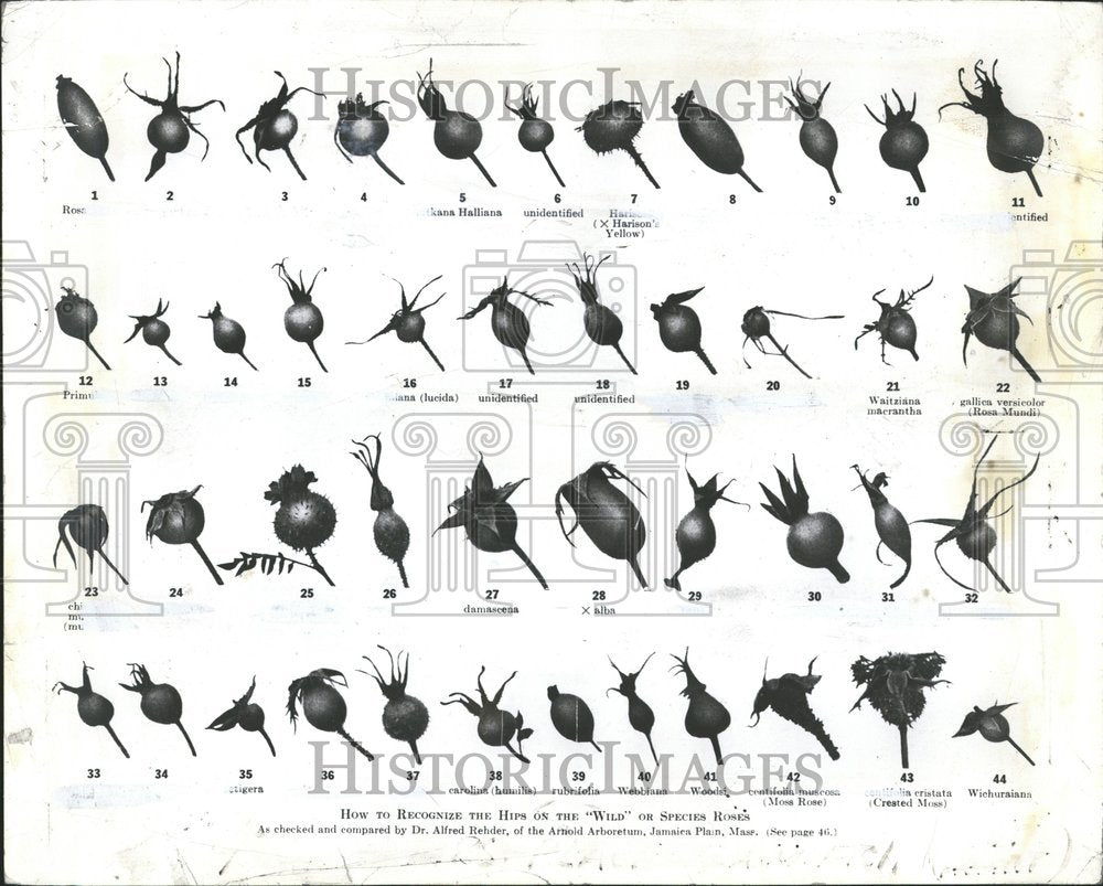 1942 Rose Chart-Historic Images