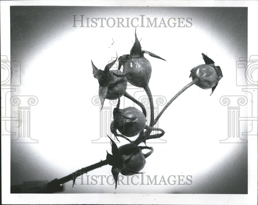 1971 Stem Rose Hips Fruit Of The Rose Plant-Historic Images
