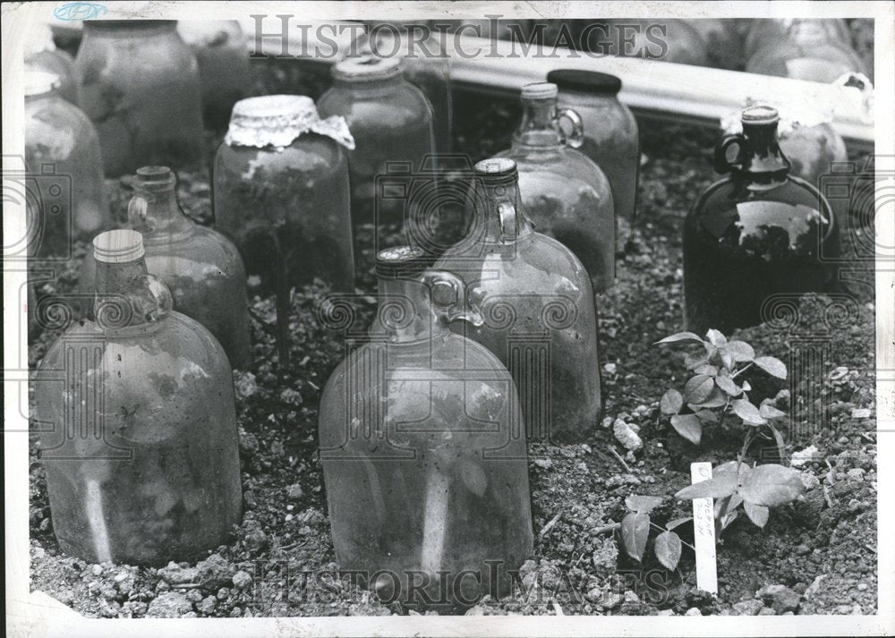 1971 New Planting Protected By Glass Jars-Historic Images