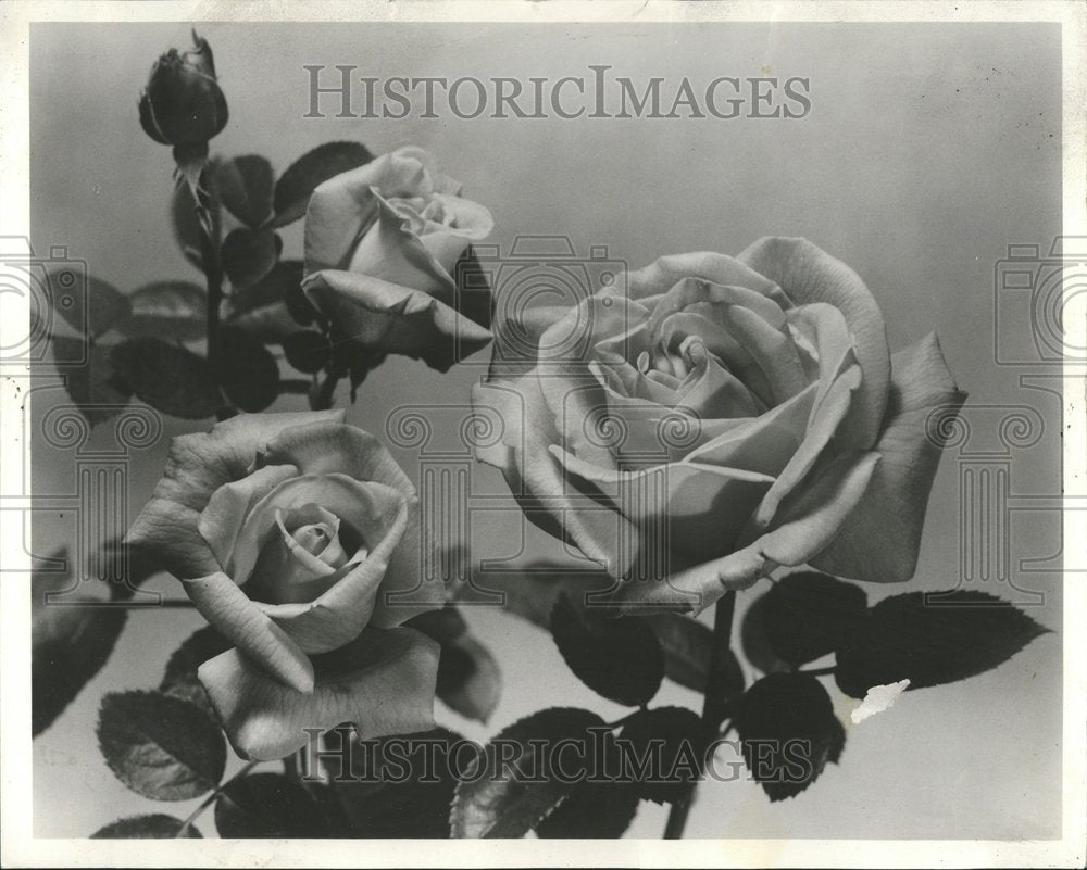 1962 Roses-Historic Images