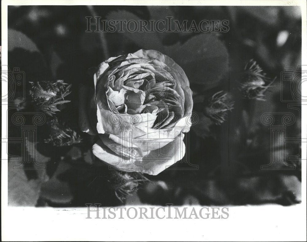 1980 Press Photo Single Moss Rose In Bloom - RRV75353 - Historic Images