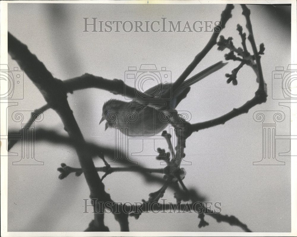 1978 Sparrow Bird - Historic Images