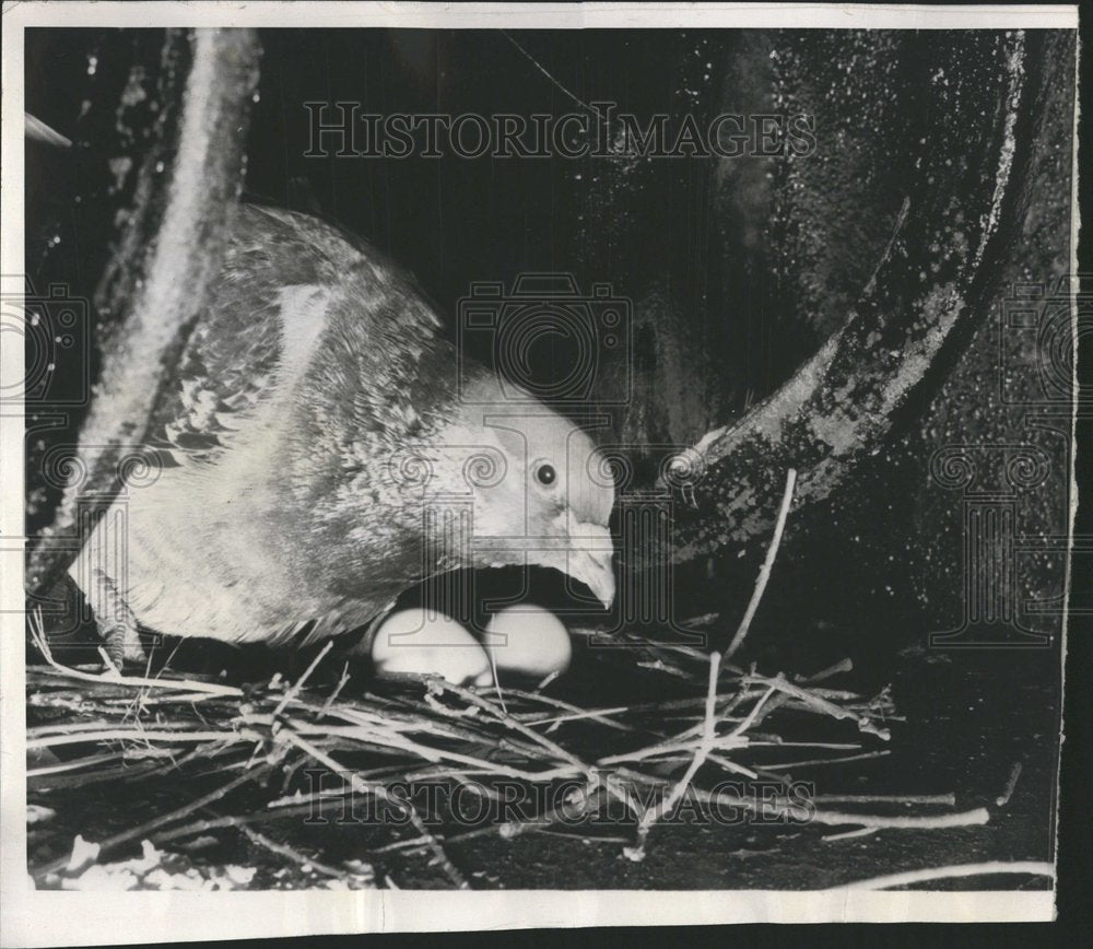 1953, Mother pigeon nest inside hotplate - RRV75535 - Historic Images